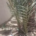 موجود عدد فسايل بياض نجران للبيع فسايل كفو