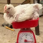 يوجد لدينا دجاج لاحم