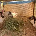 للبيع ارانب