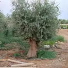 اشجار زيتون مثمر جميع المقاسات