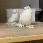 3 حبات بخارى