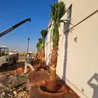 نخل زينه