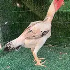 دجاج فارسي( حجازي ) مع ديك فواخر