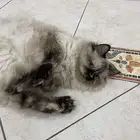 قطة انثى هملايا للتبني