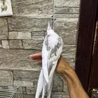 كروان اليف
