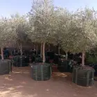 اشجار زيتون معمره في مراكن