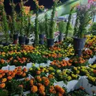 زراع طبيعي و مشتل زراعية طبيعي