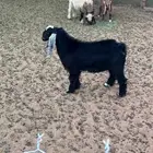 تيوس وجفار طيبه بالحيل