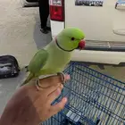 دره ذكر اليف. (( تم البيع. ))