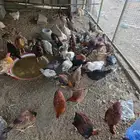 دجاج مشكل للبيع