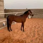 حصان للبيع