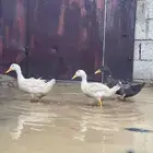 بط كيني