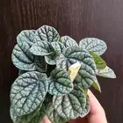 نباتات التيرايوم