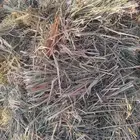 ذرة خضراء شد وطول ووزن