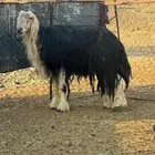 فحل نجدي للبيع