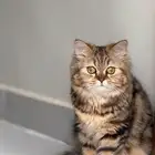 قطه للتبني انثى عمرها سنه و شهرين طالبه التزاوج بدون أغراضها