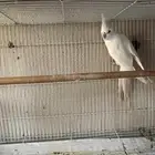 ذكر كروان منتج قبل تم البيع