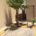 زراعه.النخيل.تركيب.شبوك
