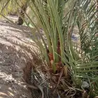 نخل صقعي للبيع العدد 500