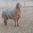 شاه كفو جرم توها تدخل رباع دافع وعنز رباع حايل