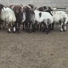 فحول نعيم صنف مشروط للبيع