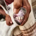 عنز منتوج