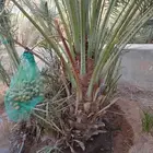 نخل مثمر للبيع اخلاص صقعي هلالي برحي سكري نخيل مجدول شيشي