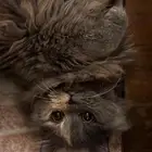قط للتبني