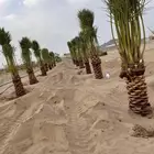 نقوم بقلع وغرس انخيل وتكريب وتنضيف وكل العربي وزينه