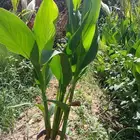 جميع انواع الزراعه وشبكات الري والنخيل الأمريكي العربي
