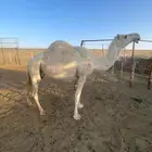 ناقه وضحا حايل ضروبه طيبه ومنتج ومنيحه للي يبي يقنا ويتمنح