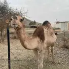ناقه لقحه لبيع