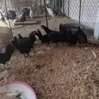 دجاج بلدي اسود لماع