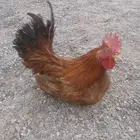 ديوك بلدي وفيومي للبيع