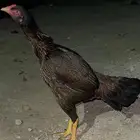 دجاج باكستاني سندي