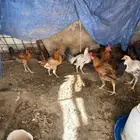 للبيع ديوك أعمارها من ثلاثه إلي اربعه اشهر