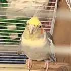 زوج كروان وروز