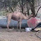 نياق للبيع حيل
