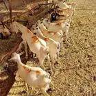 تيوس وقعدان صومالية
