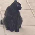 قطة لطيفة للتبني