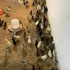 صوص دجاج بلدي وفيومي