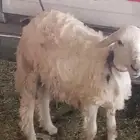 زهره بني بشر