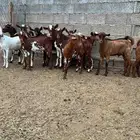 تيوس دهم للبيع العدد 12