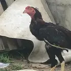 ديك باكستاني