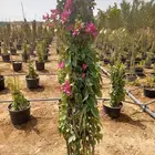 جميع انواع علاج الشعر