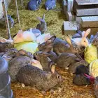 للبيع أرانب نوع شانشيلا