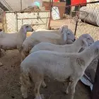 طليان للبيع