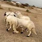 سواكن للبيع مرابي الراشديه 1
