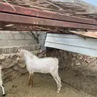 تيس فحل للبيع
