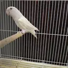 للبيع ذكر روز البينو